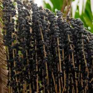 Polinização de palmeiras na Amazônia chega a R$ 706 milhões/ano