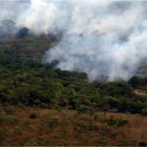 Ibama Cria a Plataforma Recooperar para Monitorar Recuperação Ambiental