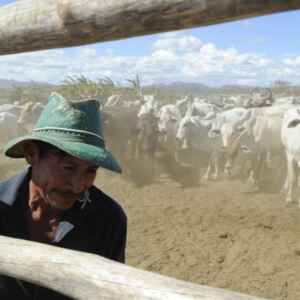 Produtores rurais têm oportunidade de renegociar o crédito rural