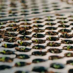 Arábia Saudita Amplia Importações de Sementes Brasileiras