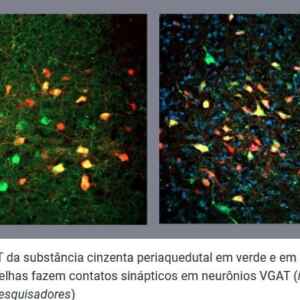 Pesquisa revela neurônios que deflagram a compulsão alimentar
