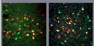 Pesquisa revela neurônios que deflagram a compulsão alimentar Pesquisa revela neurônios que deflagram a compulsão alimentar