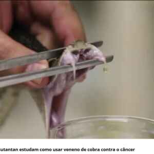 Cientistas do Butantan Investigam Potencial Terapêutico do Veneno de Cobra Contra o Câncer