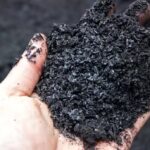 Biochar é Potencial Fertilizante Orgânico na Agricultura Sustentável