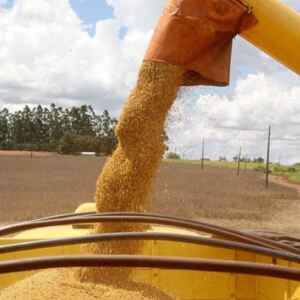 IBGE aponta perspectiva para a safra 2024 de 298,3 milhões de toneladas de grãos