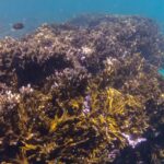 BNDES Anuncia Criação de Fundo de R$ 60 Milhões para Preservação de Corais