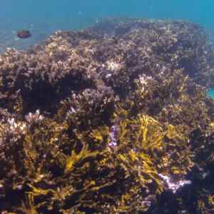 BNDES Anuncia Criação de Fundo de R$ 60 Milhões para Preservação de Corais