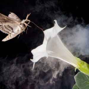 Poluição noturna ameaça polinizadores