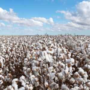 Exportações do Agronegócio Brasileiro Alcançam Novo Recorde de US$ 37,44 Bilhões
