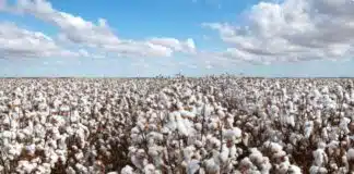 Exportações do Agronegócio Brasileiro Alcançam Novo Recorde de US$ 37,44 Bilhões Exportações do Agronegócio Brasileiro Alcançam Novo Recorde de US$ 37,44 Bilhões