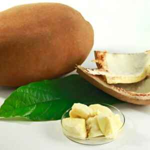 Domesticação do cupuaçu pelos indígenas há 5 mil anos originou o fruto amazônico