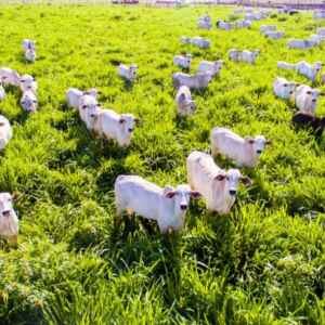Frigoríficos Brasileiros Avançam na Rastreabilidade do Gado para Atender Norma da Febraban