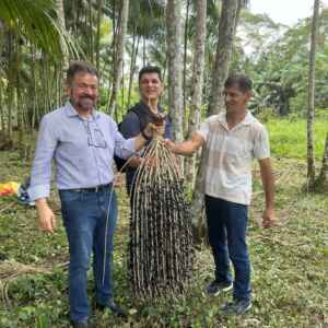 Modelo de Cabovias da Colômbia Podem Impulsionar a Produção de Açaí no Brasil Autoridades conheceram variedade de açaí encontrada na Colômbia