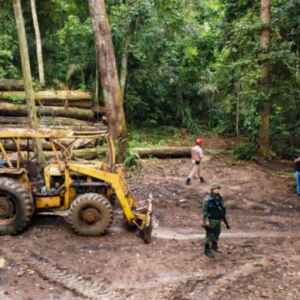 Operação Curupira Fortalece a Fiscalização Ambiental no Pará