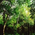 ComunicaBR Registra Crescimento de 30,6% na Fiscalização Ambiental