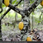 Fruticultura paraense em destaque na Fruit Attraction, São Paulo