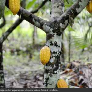 Fruticultura paraense em destaque na Fruit Attraction, São Paulo