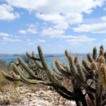 Brasil já Perdeu 41% dos 82,6 Milhões de Hectares da Caatinga