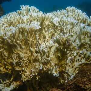 Episódio em Massa de Branqueamento de Corais Ameaça Ecossistemas Marinhos