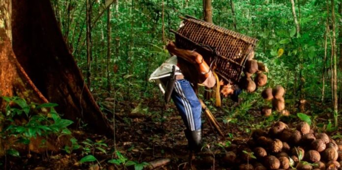 Embrapa Amazônia Ocidental