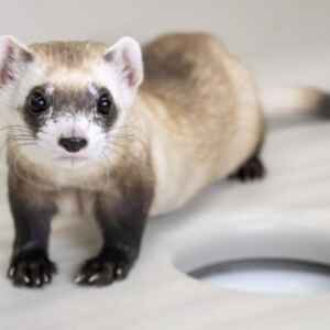 Cientistas Clonam Furões Ameaçados