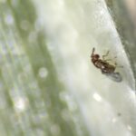 Avanço no Controle Biológico de Pragas no Brasil e EUA