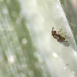 Avanço no Controle Biológico de Pragas no Brasil e EUA