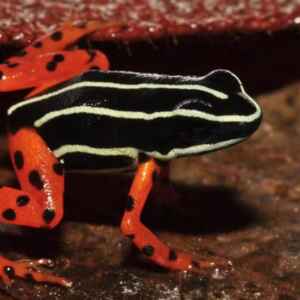 Sapos Venenosos da Amazônia Têm Distribuição Restrita sapo venenoso