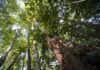 Floresta na Guiana Francesa