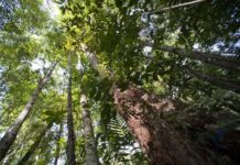 Descobrindo a Diversidade Genética das Árvores Tropicais biodiversidade na Floresta da Guiana Francesa