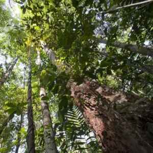 Descobrindo a Diversidade Genética das Árvores Tropicais biodiversidade na Floresta da Guiana Francesa