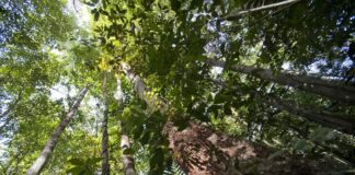 biodiversidade na Floresta da Guiana Francesa