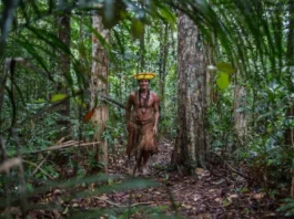 patentes dos povos tradicionais
