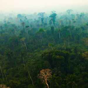 1.097 espécies representam metade das árvores tropicais do planeta