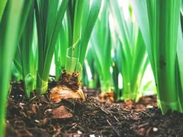 Adubo orgânico com resto de alimentos