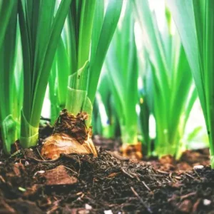 Empreendedores transformam resíduos orgânicos em adubo e faturam R$ 188 mil Adubo orgânico com resto de alimentos