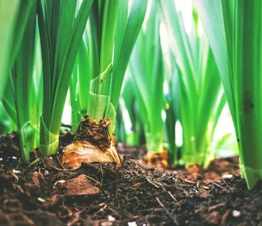 Adubo orgânico com resto de alimentos