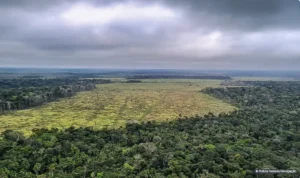 Captura-de-tela-2024-05-02-153405-300x178 Plataforma do Ipam monitora desmatamento na Amazônia legal