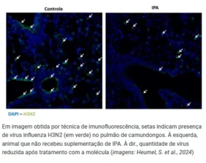 Captura-de-tela-2024-05-06-094313-300x237 Molécula produzida naturalmente no intestino pode combater a gripe