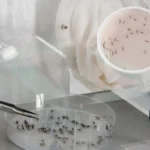 Vigilância Epidemiológica Previne Possíveis Epidemias de Chikungunya chikungunya