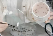 Vigilância Epidemiológica Previne Possíveis Epidemias de Chikungunya chikungunya