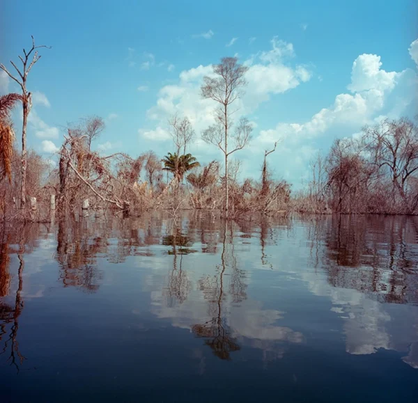 impactos que ocasionam a insegurança alimentar