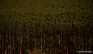 plantio de eucalipto