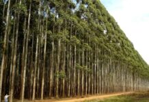 Câmara exclui plantação de eucalipto de atividades poluidoras eucalipto