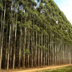 Câmara exclui plantação de eucalipto de atividades poluidoras eucalipto