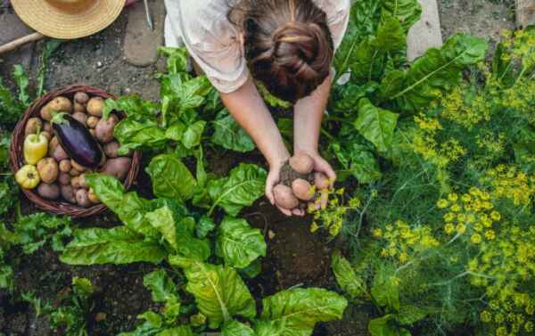 Inscrições Abertas para o Prêmio Fundação Bunge 2024 1 prêmio 2024