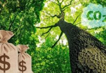 Microsoft Adquire Créditos de Carbono da Re.green microsoft