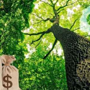 Microsoft Adquire Créditos de Carbono da Re.green microsoft