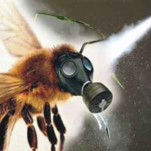 Estudo mostra como agrotóxicos afetam abelhas nativas abelha envenenada
