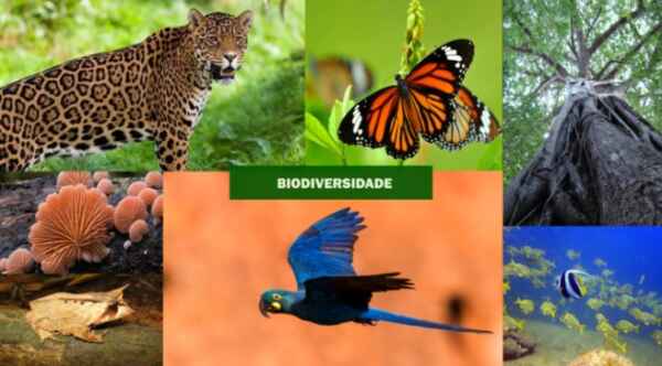 Preservação ambiental